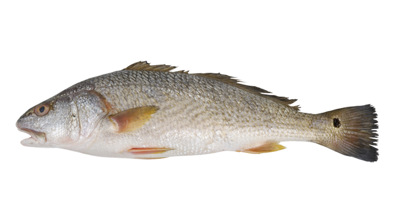 Jacksonville Fishing Charters